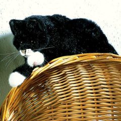 kosen_cat_black_4391